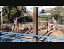 カンガルーの喧嘩【千葉市動物公園】