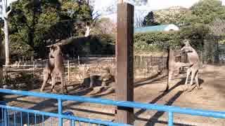 カンガルーの喧嘩【千葉市動物公園】