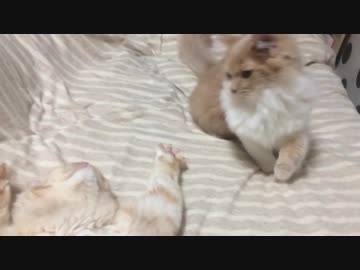 次男坊の一撃をスローでお届け【むぎ♂きび♂】