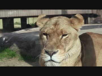 【1080p投稿テスト】ようこそ東武ジャパリパークへ【東武動物公園】