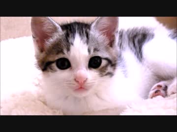 カメラ目線猫王子のたんちゃん