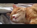 坂本勝直の癒やしの猫動画集・かわいい猫の極上居眠りシーンまとめ