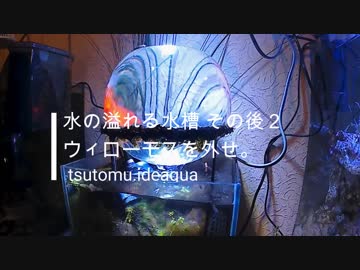水の溢れる水槽 その後 第2話 「ウィローモスを外せ」
