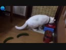 坂本勝直の癒やしの猫動画集・きゅうりに驚き跳びはねる猫厳選3選！