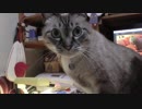【Jean & Pont 755】先住猫ジャンくんが遂にボス宣言！