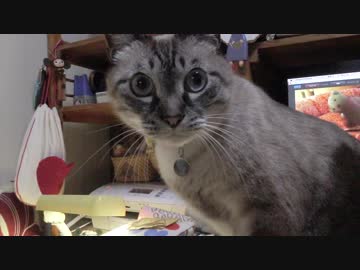 【Jean &amp; Pont 755】先住猫ジャンくんが遂にボス宣言！