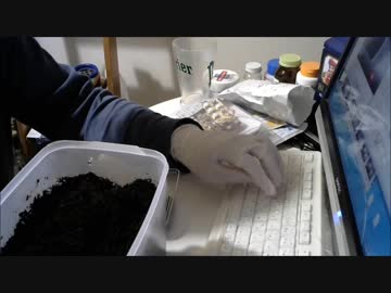 【実験】ダイソーのくぬぎ伝説と昆虫マットでカブトムシを育ててみた⑥