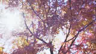 武井雅人 空に広がる紅葉