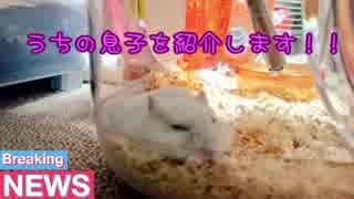 みろり：うちの息子を紹介します！！
