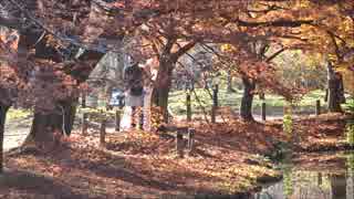 京都府立植物園、秋の景色【高画質ﾃｽﾄ】