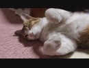 まったりする猫様