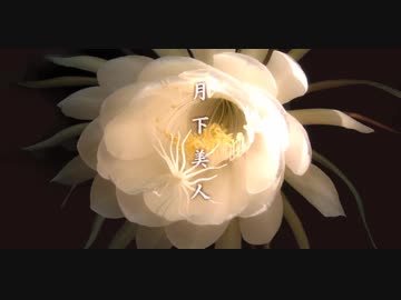 【BGM素材】月下美人