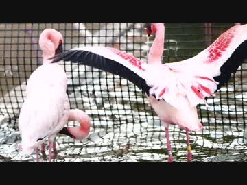 京都市動物園・フラミンゴの水遊び？