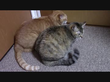 拾いねこ＠生後1986/1953日目　寄り添って並ぶ後ろ姿も可愛いですね。