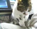 ふたりでお留守番～ミケりんのフミフミ