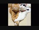 仲良しなネコちゃんたち～Cat～坂本勝直のかわいいぬこ動画集