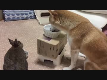 天空の遊覧カート