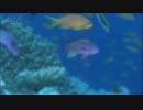 レイカ　２３歳　OL　青い魚と黄色い魚