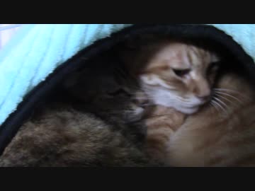 拾いねこ＠生後1987/1954日目　狭いよ！