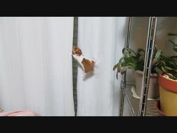 ハムスターがカーテンを攻略した件