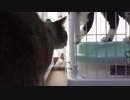 【Jean & Pont 762】ビデオ会議でペットの話をしながら猫のお世話