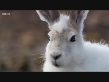 フレンズを動物ドキュメンタリーで紹介するよ part34