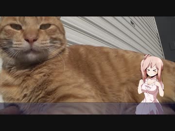 【MT-03】ささらん車載でpart14 鎌倉にお土産を買いに行こう！【江ノ島】