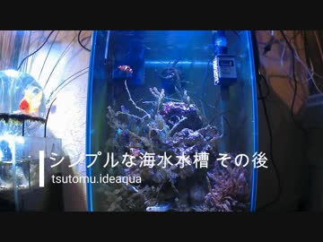 シンプルな海水水槽　その後