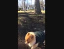 ポメラニアンのショコラちゃん公園散歩