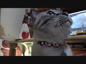 【Jean &amp; Pont 763】心優しきボス猫ジャン君は人気だけにストレス