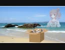 タカハシ、海へ行く