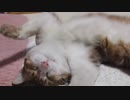 着脱可能にゃんたまで猫と一緒に遊んでみた