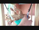 ハンモックに大興奮な子猫がかわいい