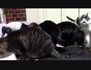 こんしゅうのおやつ【蒼民家の猫々】