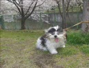 シーズーですよ ５