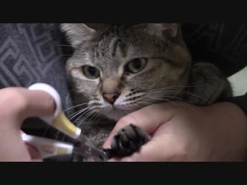 拾いねこ＠生後1990/1957日目　爪切り～。