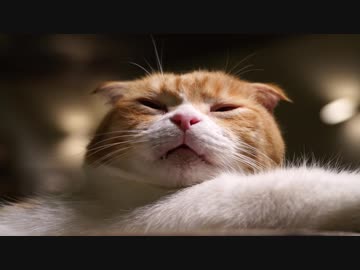 地球内生命体”猫”