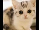 子猫動画！！～Cat～坂本勝直のかわいいぬこ動画集
