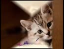 ネットで人気の子猫の動画～かわいい～Cat~坂本勝直のかわいいぬこ動画集