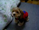 BOB