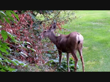 Deer Eating　徳川高人