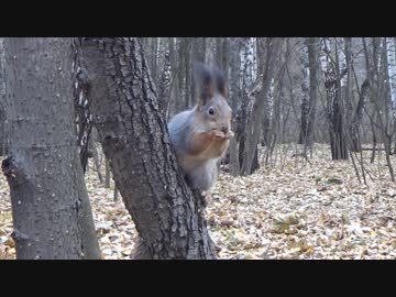 Squirrel Eating On Tree　徳川高人