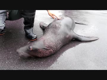 道を歩いていたらアスファルトにオットセイが寝てた(東武動物公園)