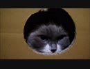 なんとなくアフロにみえてくる