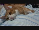 かまってちゃん子猫がかわいい