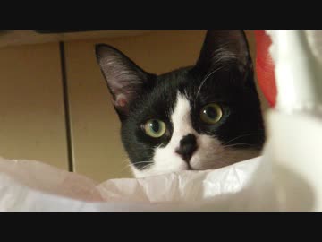 【Jean &amp; Pont 770】保護猫兄弟ラブ＆しおんの写真可愛く撮れました