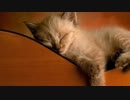 愛くるしい子猫ちゃんたちに釘付け～Cat～坂本勝直のかわいいぬこ動画集