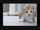 子猫ちゃんたちの画像集！癒し～坂本勝直のかわいいぬこ画像集