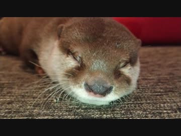 〔限界！電池切れ〕寝落ち寸前のカワウソちぃたん☆