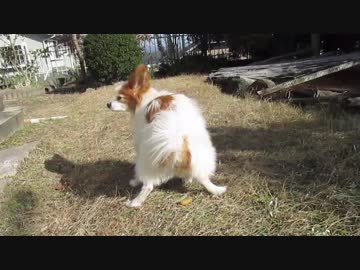 庭の散策中にウ〇コをするワンコ（パピヨン）